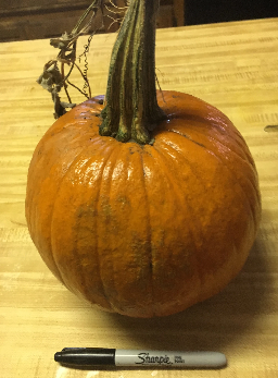 Pumpkin Processing