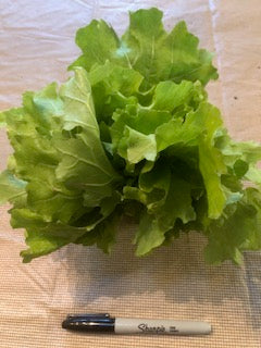 Lettuce, Asian, 'Tokyo Bekana'