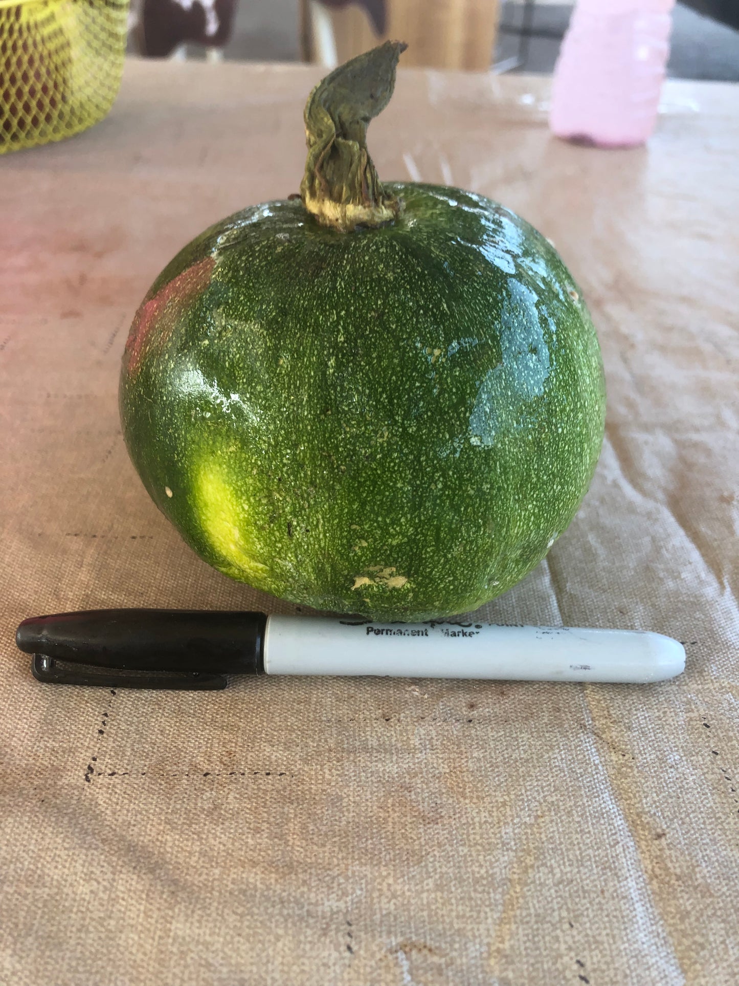 Squash, Zucchini, Round 'Eight Ball'