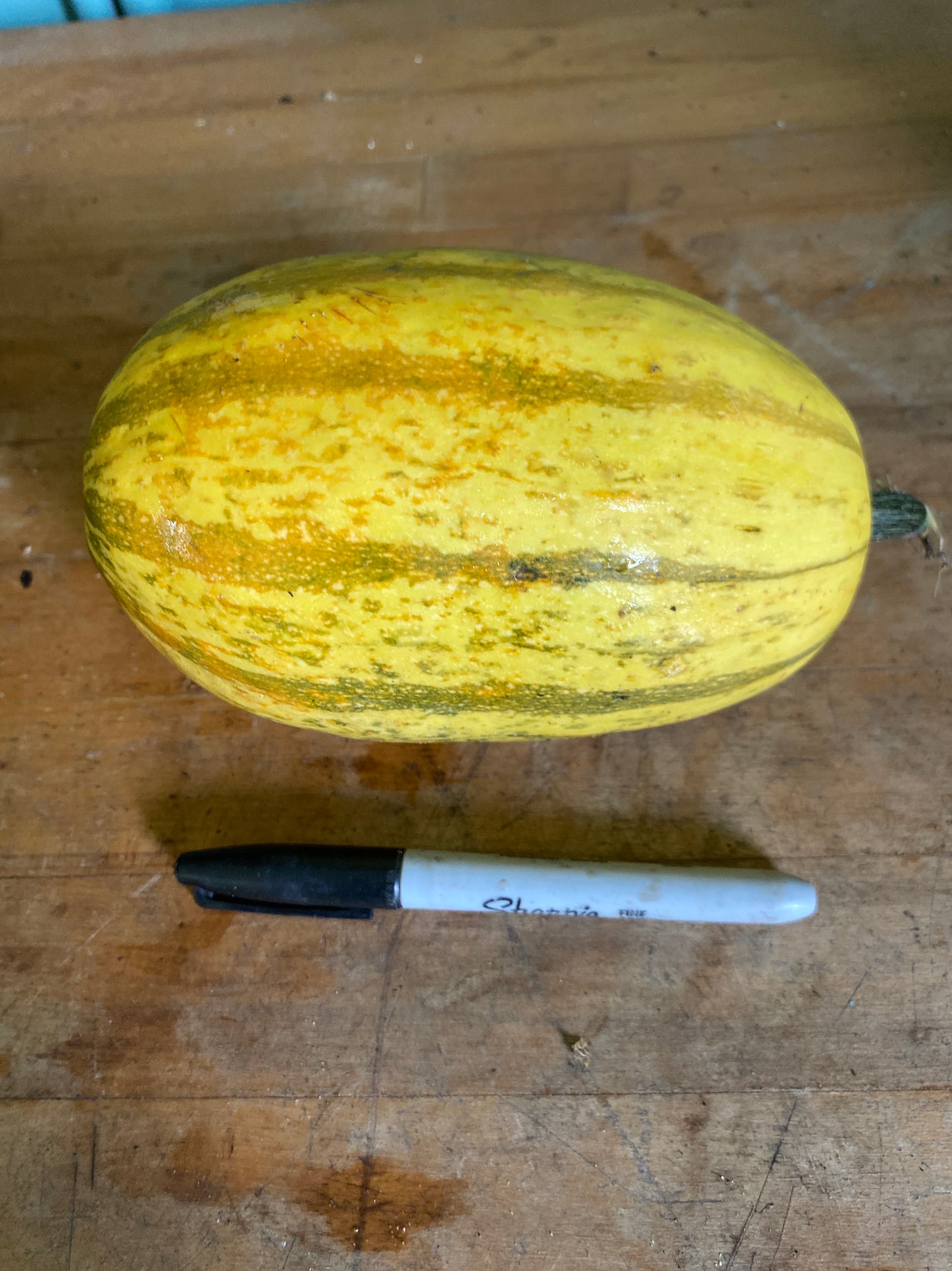 Squash, Spaghattini