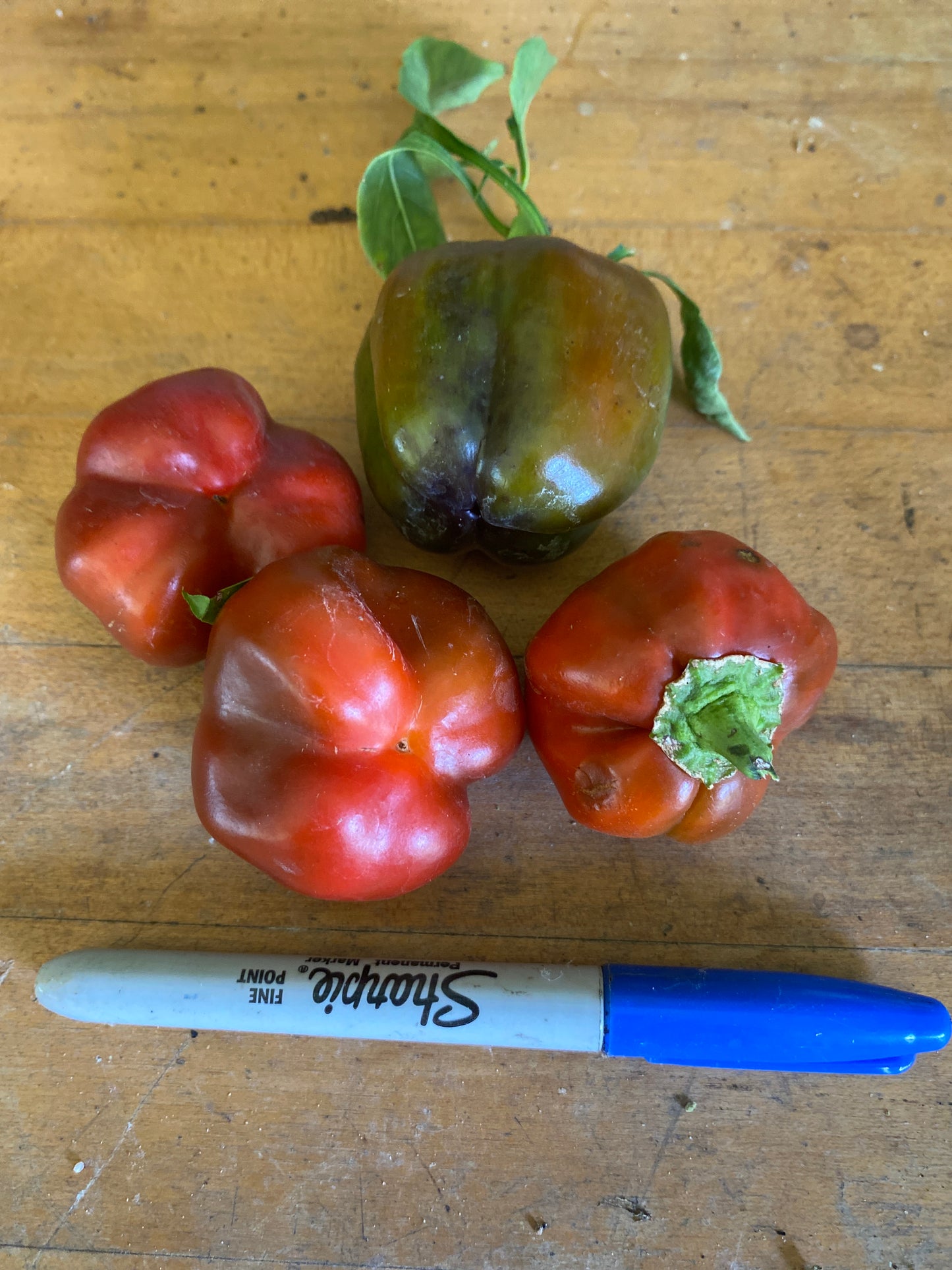 Peppers, red bell (1)