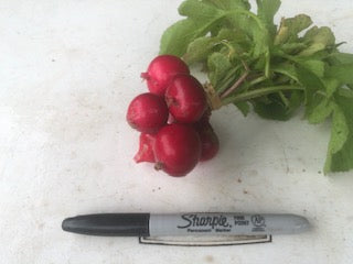 Radishes, Red Round