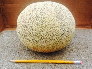 Cantaloupe