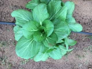 Bok Choy