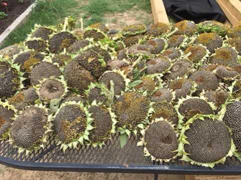 HOW TO HARVEST AND ROAST SUNFLOWER SEEDS (IN SHELL)