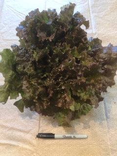 Lettuce - 'Red Sails' $5