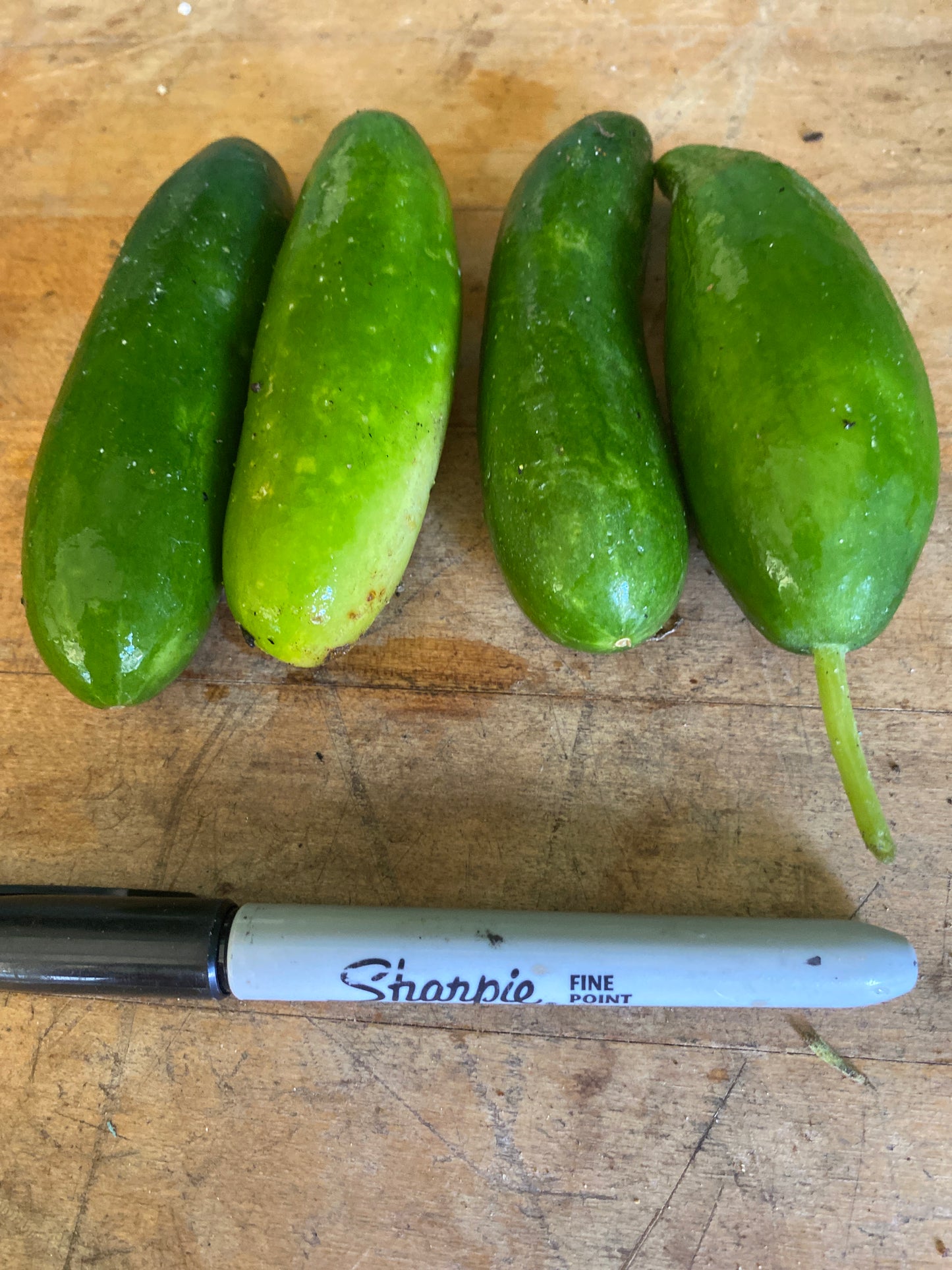 Cucumber, 'Snacking' (4)