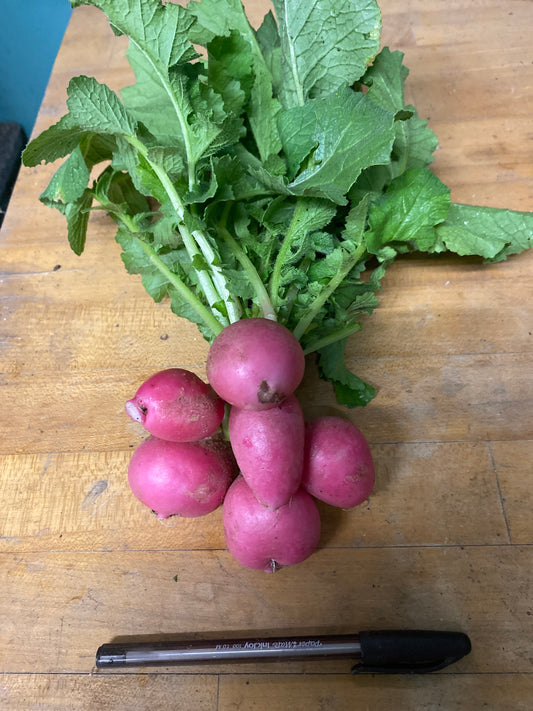 Radishes, Pink Beauty