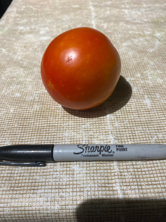 Tomatoes, medium size