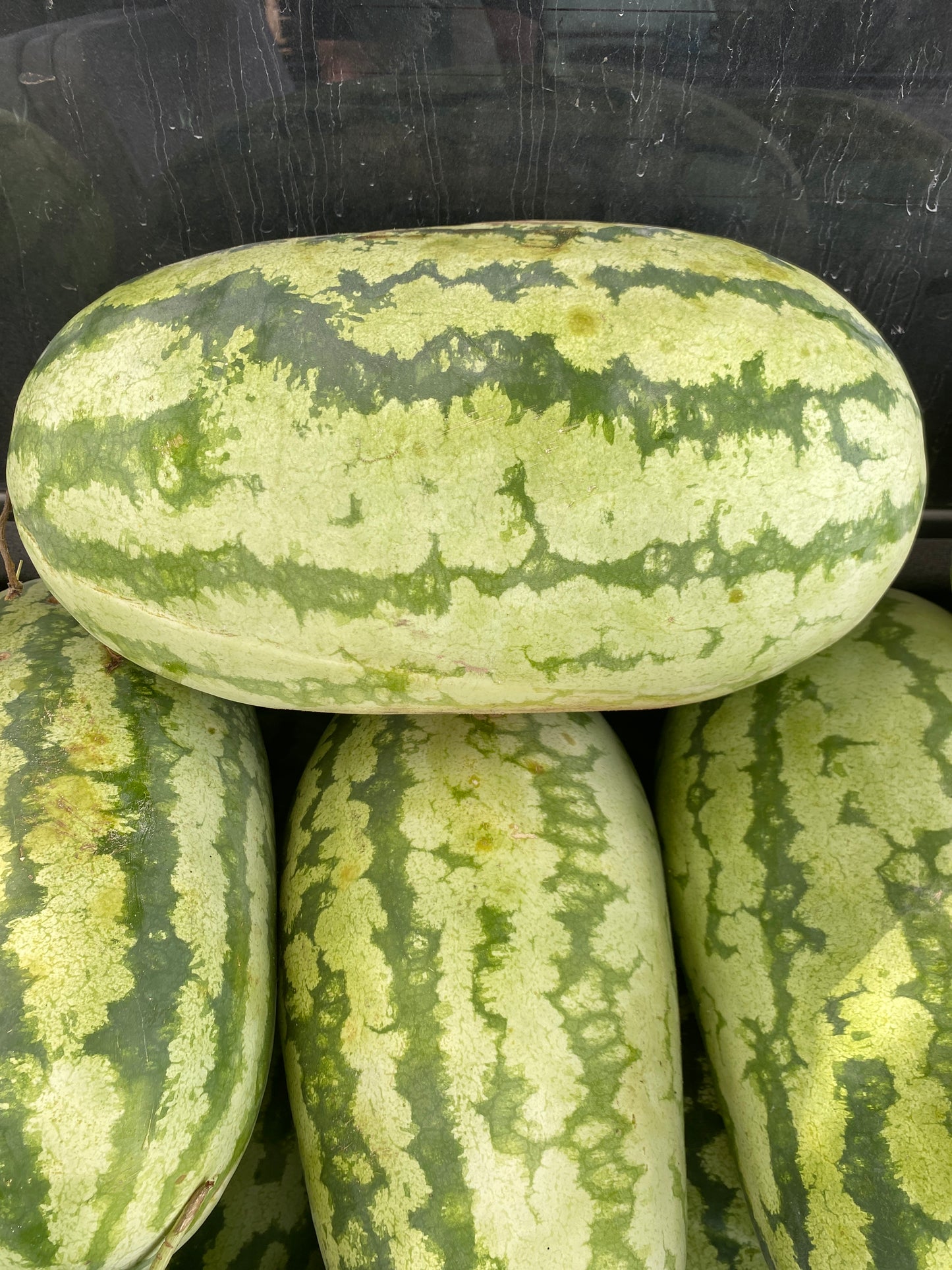 Watermelon ‘Jubilee’
