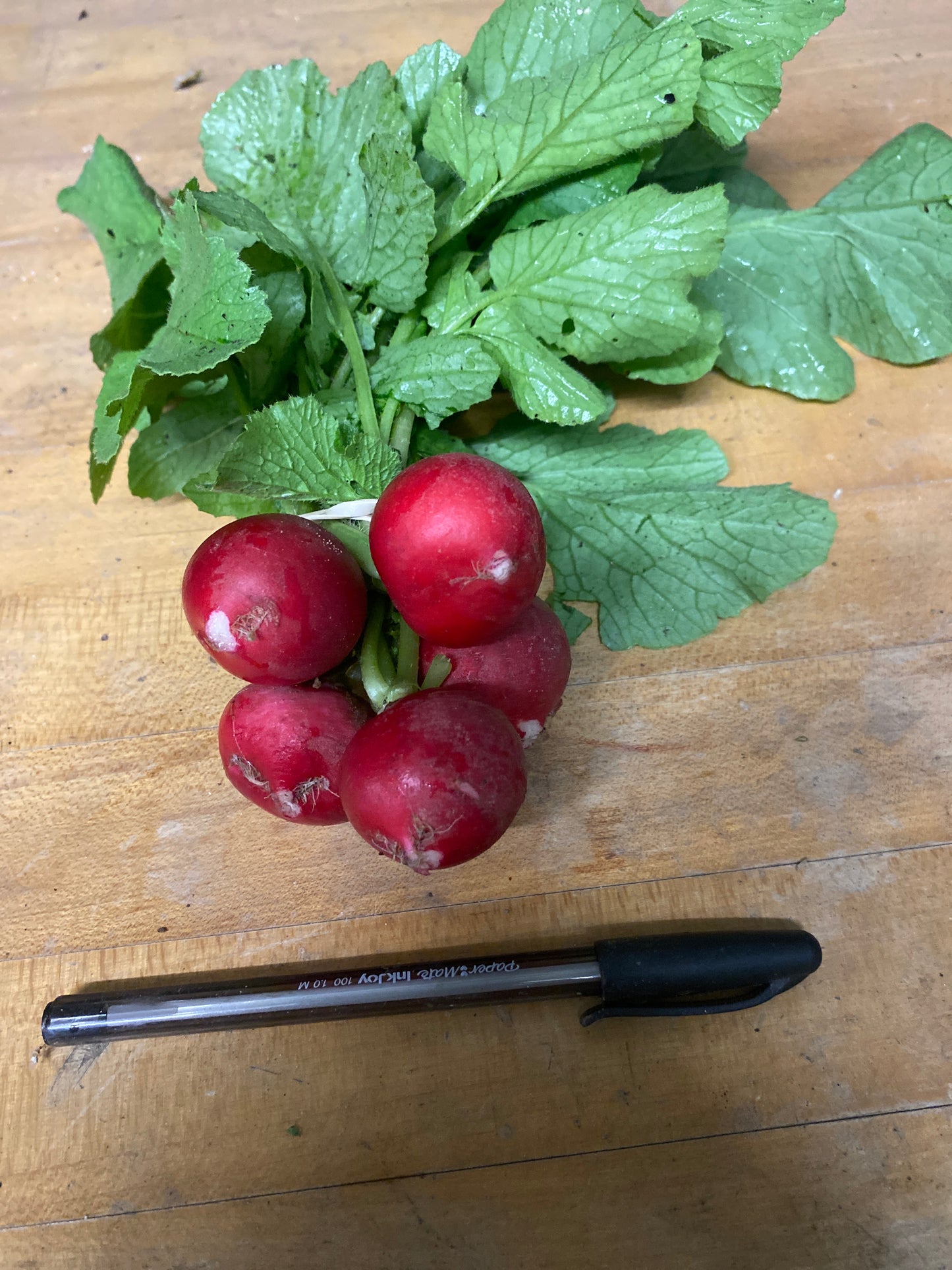 Radishes, Champion Red