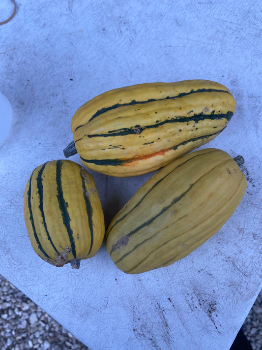 Squash, Delicata