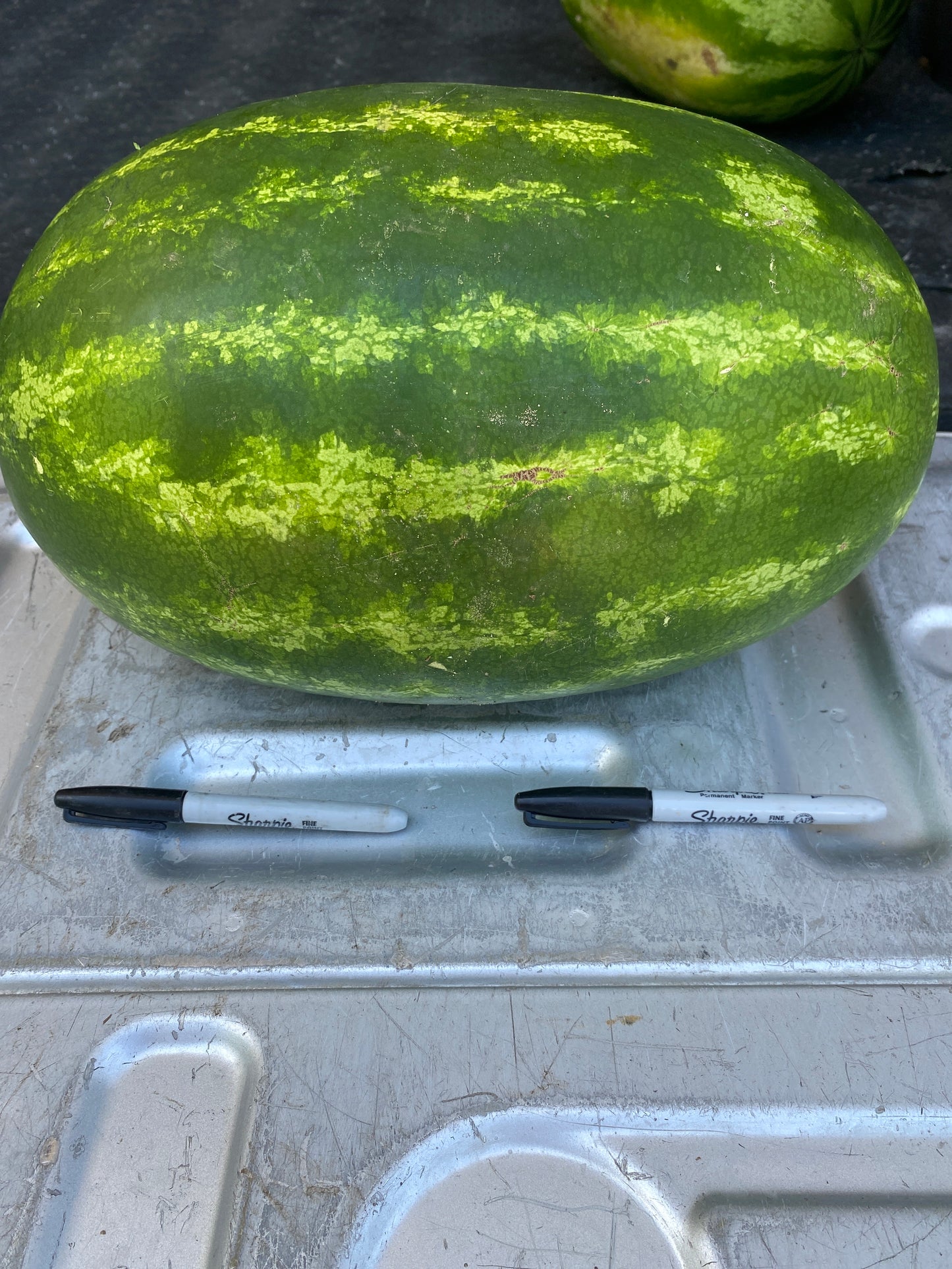 Watermelon ‘Sweet Texas Red’