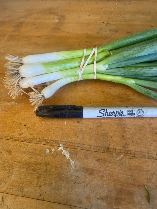 Onions, green (Scallions), bunch