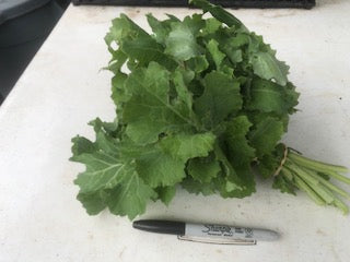 Kale, Curly, 'Dwarf Siberian Improved'
