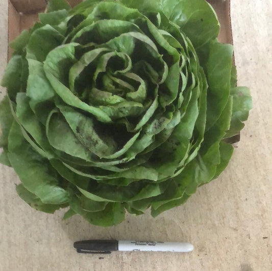 Radicchio