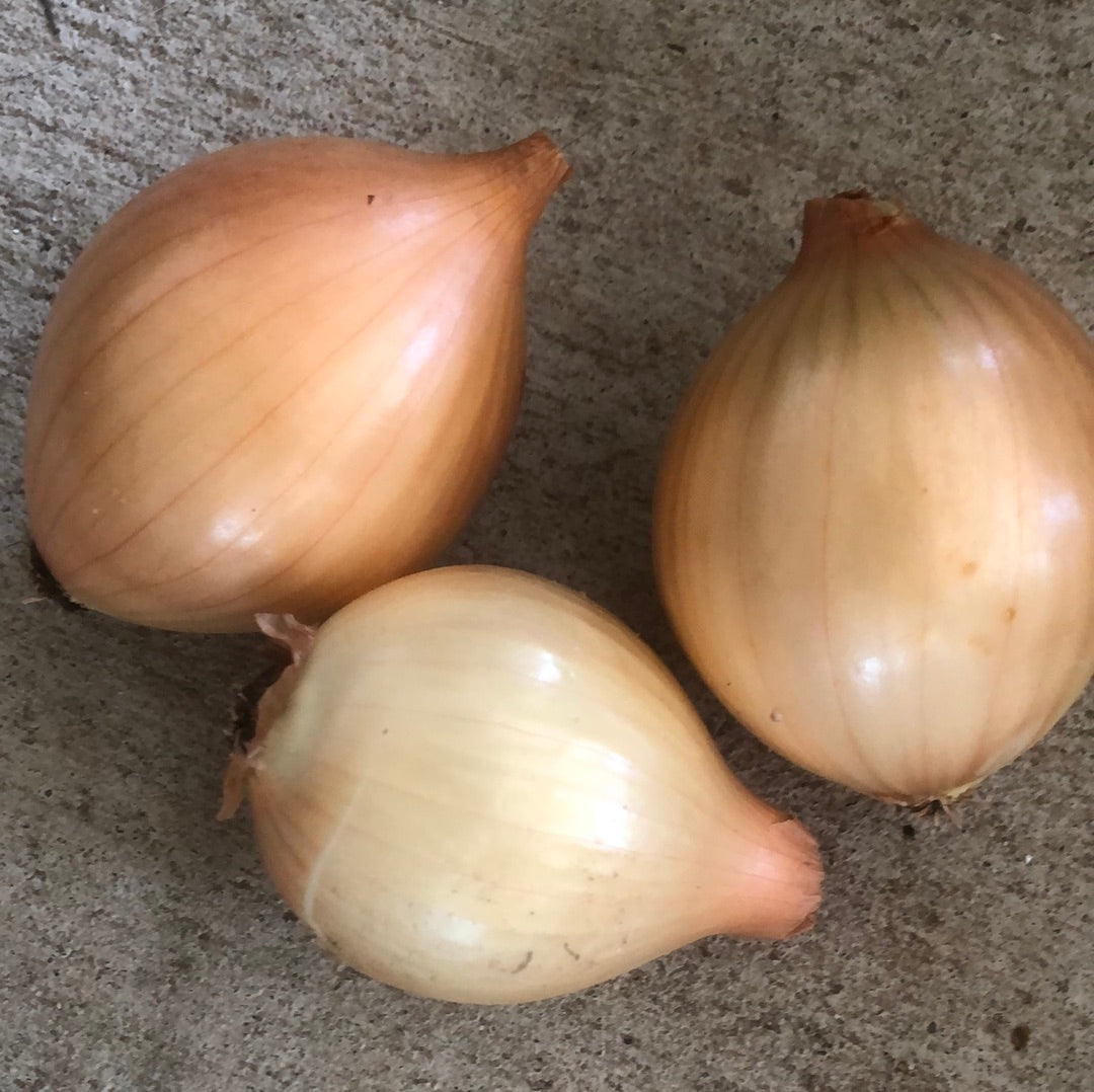 Onion, yellow (3)