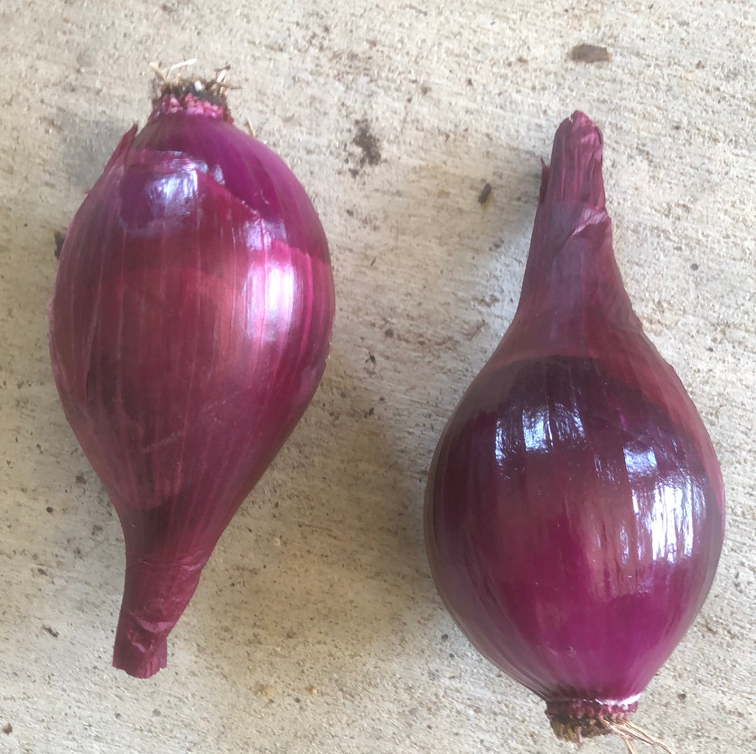Onion,  red (2)