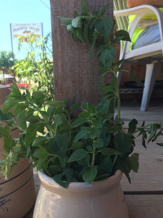 Oregano