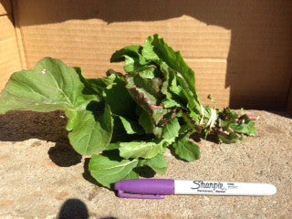 Arugula