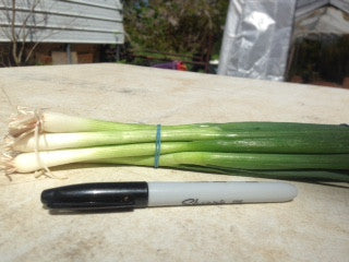 Onions, green (Scallions), bunch